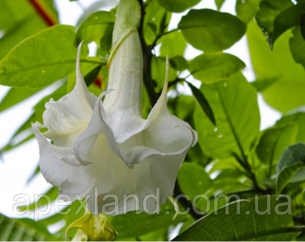 Бругмансія ( дурман) біла., фото 1