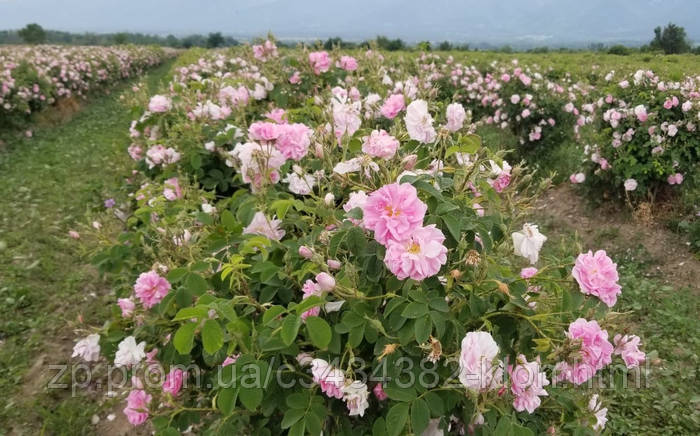 Купить Роза эфиромасличная, Дамасская роза (Rosa damascenа) Саженцы ЗКС ...
