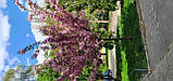Сакура Канзан. Вишня мілкопільчатої (Prunus serrulata) саджанці з відкритою кореневою і в контейнерах, фото 3