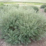 Верба пурпурна Нана, Salix purpurea Nana, фото 2