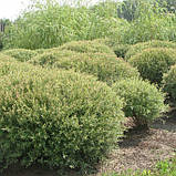 Верба пурпурна Нана, Salix purpurea Nana, фото 3