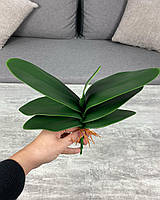 Лист орхидеи средний, 28 см, зеленый, 541