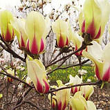 Магнолія 4-річна "Санрайз", фото 2