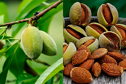 Мигдаль солодкий "Антік" (Antik)