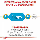 Сухий корм для цуценят Royal Canin Chihuahua Puppy 0.5 кг, фото 5