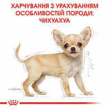 Сухий корм для цуценят Royal Canin Chihuahua Puppy 0.5 кг, фото 8