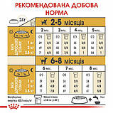 Сухий корм для цуценят Royal Canin Chihuahua Puppy 0.5 кг, фото 6