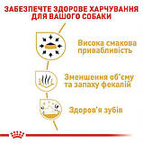 Сухий корм для дорослих собак Royal Canin Chihuahua Adult 0.5 кг, фото 5