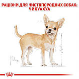 Сухий корм для дорослих собак Royal Canin Chihuahua Adult 0.5 кг, фото 2
