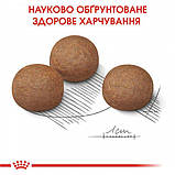 Сухой корм для собак Royal Canin Maxi Digestive Care 10 кг, фото 7