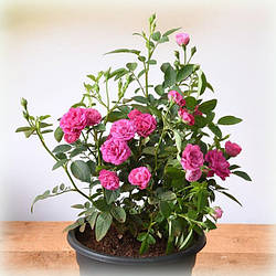 Троянди в контейнері 2025р