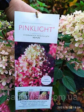 Гортензія волотиста Пінк Лайт "Hydrangea pan.  Pink Light" С35, фото 2