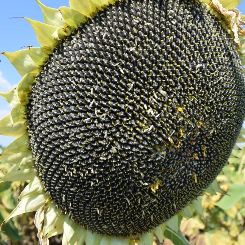 Насіння соняшнику Євро під Євролайтінг, період вегетації 110-113 днів (ТОВ Ліст)