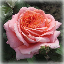 Троянда чайно-гібридна Амур де Моліне (Amour de Molene)