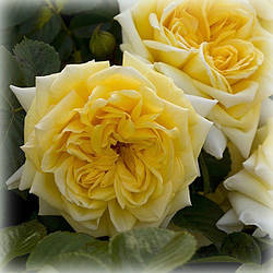 Троянда грунтопокривна Надя Мейяндекор (Nadia Meillandecor)