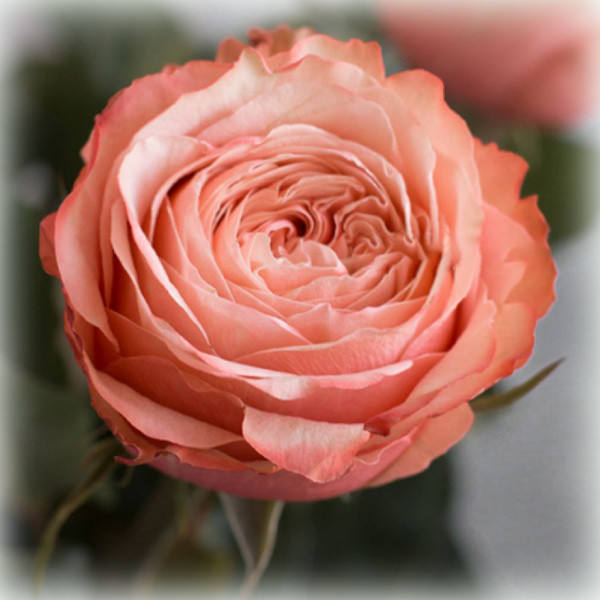 Троянда Кахала (Kahala), чайно-гібридна в контейнері, фото 1