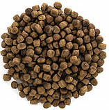 Сухий корм для кошенят Brit Care Cat GF Kitten Growth & Developmen з куркою та індичкою 0.4 кг, фото 4