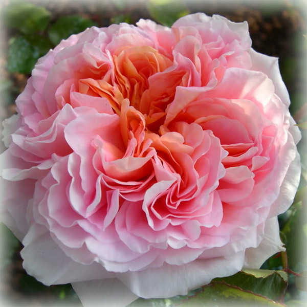 Троянда штамбова Абрахам Дербі (Abraham Darby)