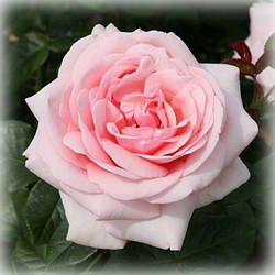 Троянда чайно-гібридна Афродіта (Aphrodite)