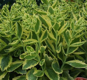 Седум вишуканий гібридний (Очіток) Elsie's Gold (Елсіс Голд), фото 2