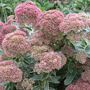 Седум вишуканий гібридний (Очіток) Elsie's Gold (Елсіс Голд), фото 3