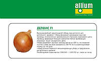 Насіння цибулі Делфіс F1-середньопізній (125дней) високоврожайний гібрид Allium Італія