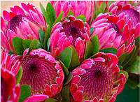 Картина за номерами 3D 2 в 1 алмазна мозаїка та розмальовка на підрамнику 40х50 см CY2301