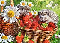 Пазл Castorland, B-222025, Їжаки та клубника, 200 ел. 40 x 29 см Коробка: 32 x 22 x 4.7 см