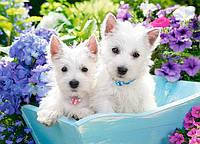 Пазл В-222032, Цуценята, 200 ел., 40 х 29 см, упаковка 32 х 22 х 4,7 см