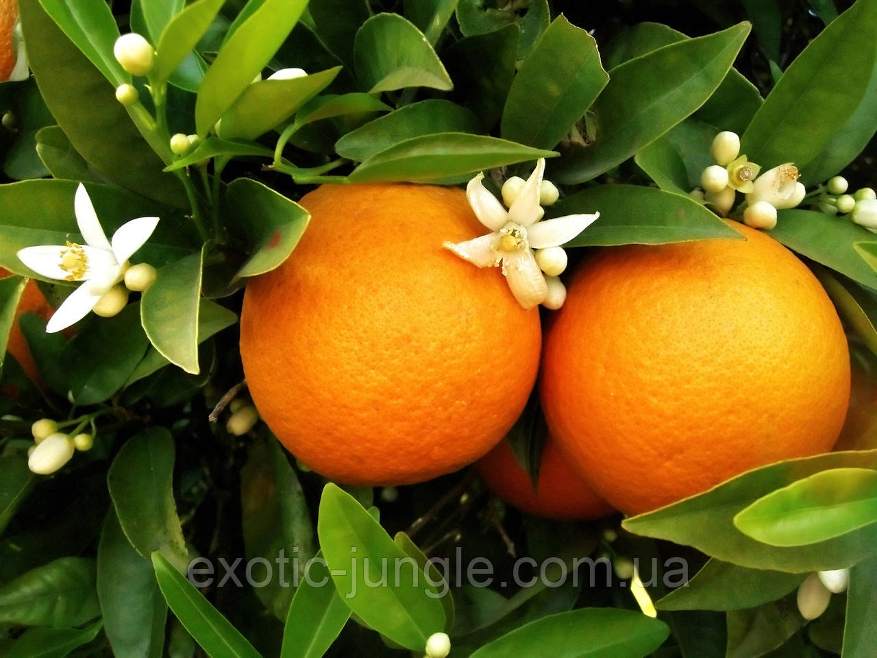 Апельсин Гамлин (Citrus sinensis Hamlin) 35-40 см. Комнатный - фото 1 - id-p291786184