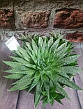 Алое остисте горщечна рослина, фото 3