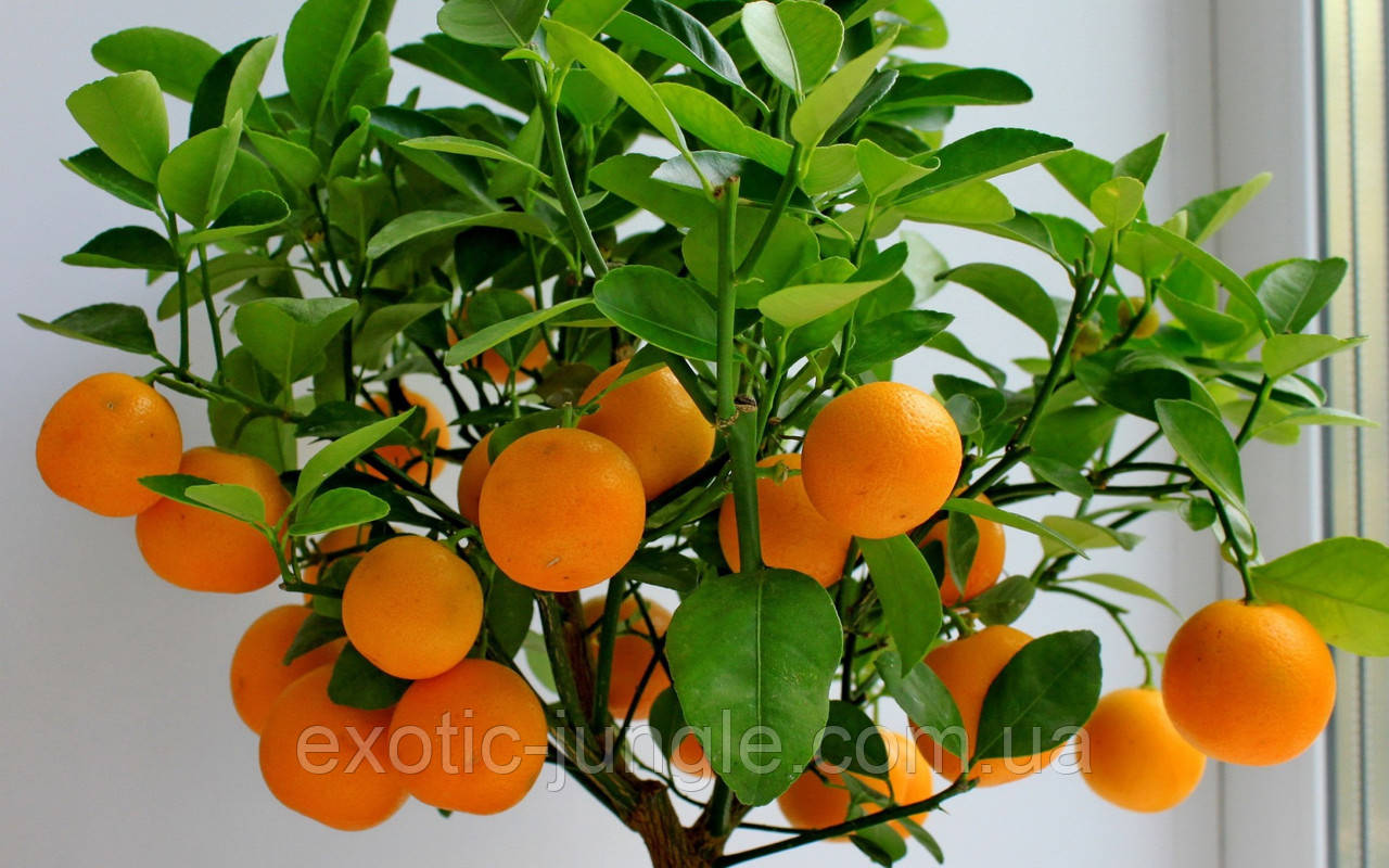 Мандарин Уншиу (Citrus unshiu) 50-55 см. Комнатный - фото 1 - id-p737257919