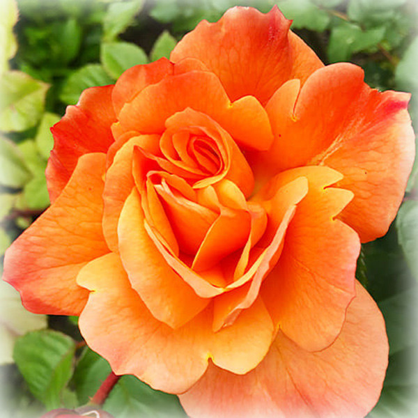 Троянда шраб Вестерленд (Westerland), фото 1