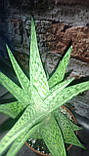 Алое строкатий Горщечне рослина сукулент, фото 2