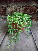 Горщечне рослина сукулент Сенецио (senecio herreianus) d 12.5