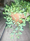 Горщечне рослина сукулент Сенецио (senecio herreianus) d 12.5, фото 2