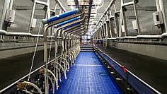 Доїльний зал DualFlo