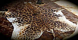 Шкура справжнього африканського жирафа, шкура жирафа на підлогу, фото 2