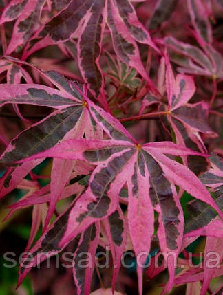 Клен пальмолистий Ширазз \ Acer palmatum Shirazz ( саджанці 3 роки ), фото 1