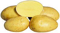 Картофель семенной Вивиана 1 кг сверхранняя 1 репродукция Europlant