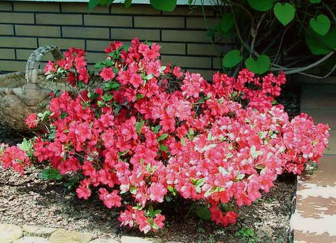 Азалія японська Сanzonetta , фото 1