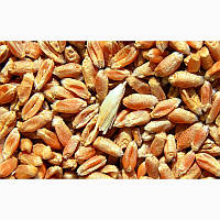 Покупаем для переработки зерно продовольственной пшеницы 2,3 класса.