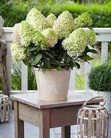 Гортензия метельчатая Вайтлайт, р9 / Hydrangea paniculata Whitelight