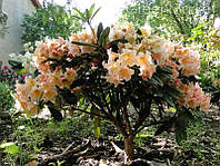 Рододендрон персиковый "Флаутандо"