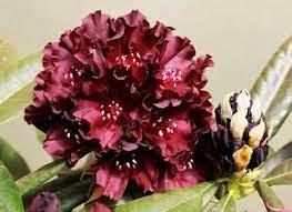 Рододендрон "Блек-відеок" (2 літні висота 35-45 см), фото 1