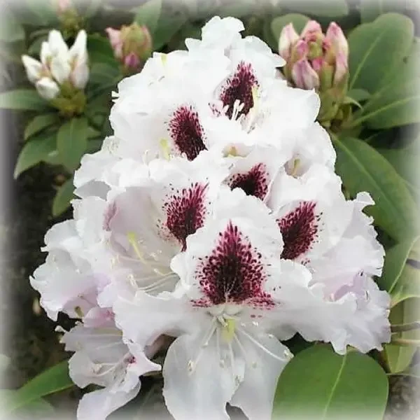 Рододендрон білий "Калсап", фото 1