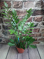 Заміокулькас 3 (Zamioculcas ) Доларове дерево горщечне рослина