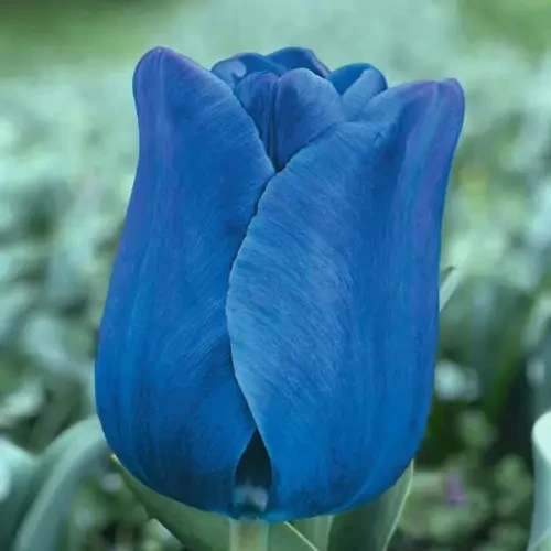 Тюльпан Тріумф Blue Aimable 1шт, цибулина