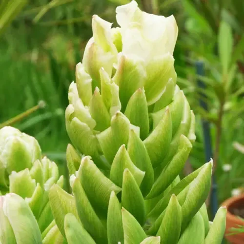 Тюльпан Brooklyn, 1шт, цибулина