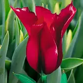 Тюльпан Burgundy 1шт, цибулина